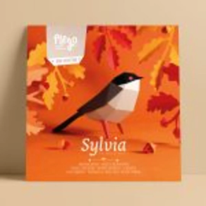 Kit Sylvia Plego Paper